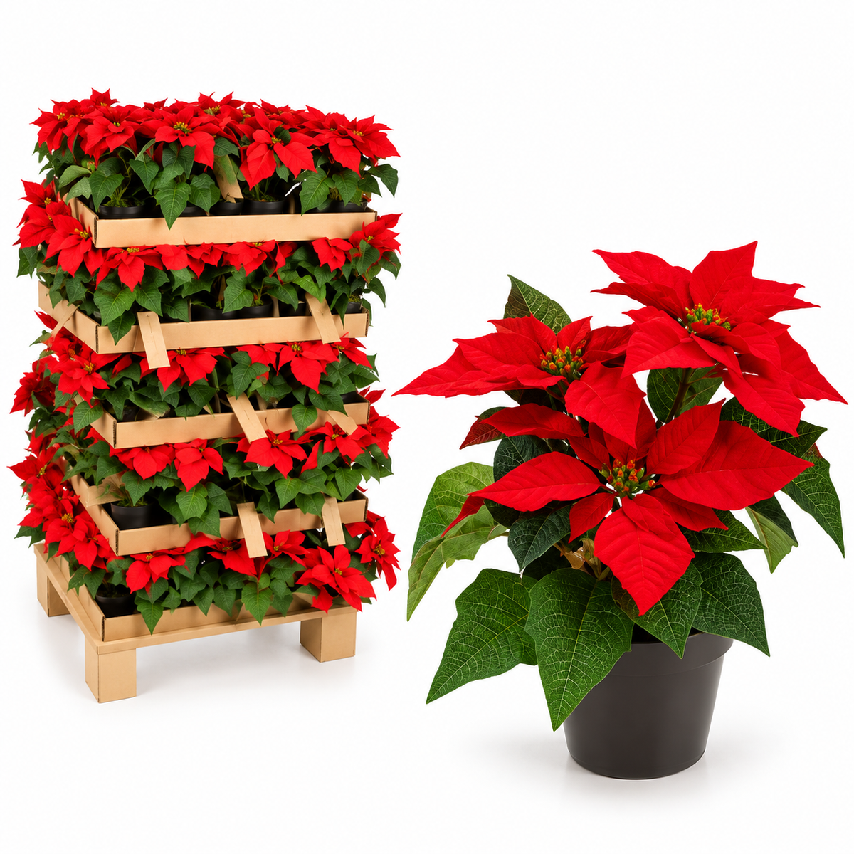 božićna zvijezda, umjetna božićna zvijezda, božićna zvijezda 19 cm, poinsettia, umjetna poinsettia, crvena božićna zvijezda, božićni cvijet, božićno cvijeće, umjetno božićno cvijeće, božićne dekoracije, božićni ukrasi, božićna dekoracija stola, dekoracija za Božić, božićni aranžmani, umjetno cvijeće, umjetne biljke, božićna teglica, dekoracija restorana, božićno uređenje hotela, božićni ukrasi za apartmane, božićni ukrasi Split, božićne dekoracije Split, božićni ukrasi Dalmacija, božićna dekoracija doma, uk