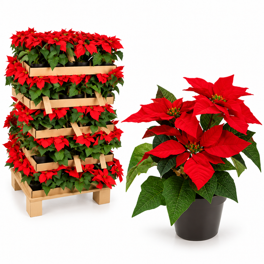božićna zvijezda, umjetna božićna zvijezda, božićna zvijezda 19 cm, poinsettia, umjetna poinsettia, crvena božićna zvijezda, božićni cvijet, božićno cvijeće, umjetno božićno cvijeće, božićne dekoracije, božićni ukrasi, božićna dekoracija stola, dekoracija za Božić, božićni aranžmani, umjetno cvijeće, umjetne biljke, božićna teglica, dekoracija restorana, božićno uređenje hotela, božićni ukrasi za apartmane, božićni ukrasi Split, božićne dekoracije Split, božićni ukrasi Dalmacija, božićna dekoracija doma, uk